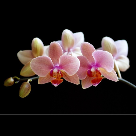 Meet your Posher, Fran - Picture 2 of 2